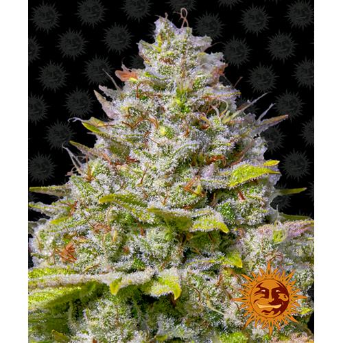 BARNEY'S FARM - BLUE GELATO 41 FEM - 3 SEEDS
