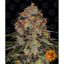 BARNEY'S FARM - SHISKABERRY FEM - 3 SEEDS