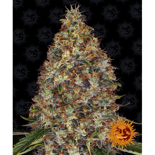 BARNEY'S FARM -  STRAWBERRY LEMONADE FEMINIZED - 1 SEED
