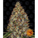 BARNEY'S FARM -  STRAWBERRY LEMONADE FEMINIZED - 3 SEEDS