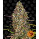 BARNEY'S FARM - GLUE GELATO AUTO - 3 SEEDS