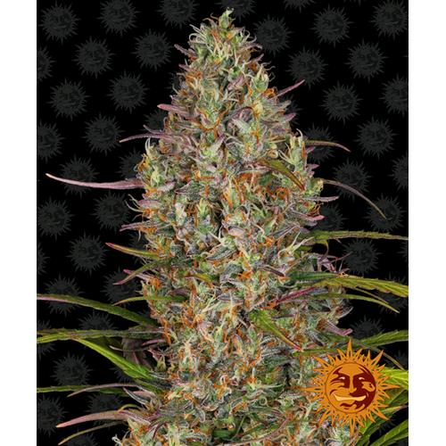 BARNEY'S FARM - GLUE GELATO AUTO - 5 SEEDS