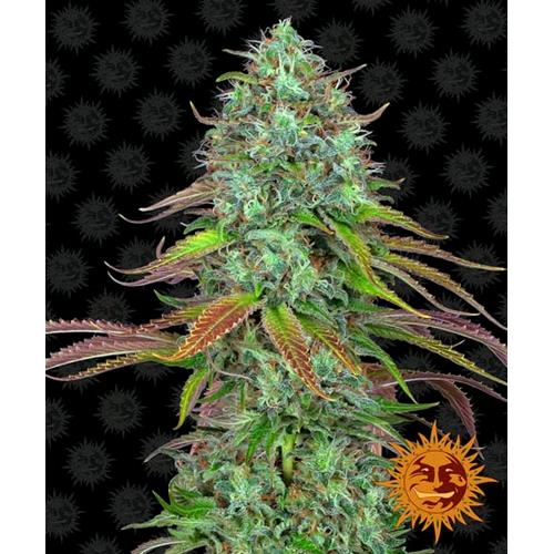 BARNEY'S FARM - LSD AUTO - 3 SEEDS
