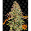 BARNEY'S FARM - ZKITTLEZ OG AUTO AUTOFLOWERING - 3 SEEDS