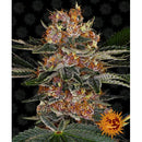 BARNEY'S FARM - TROPICANNA BANANA FEM - 1 SEED