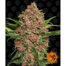 BARNEY'S FARM - PURPLE PUNCH AUTO - 5 SEEDS