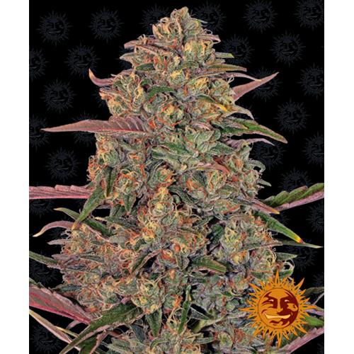 BARNEY'S FARM - PINEAPPLE CHUNK FEM - 5 SEEDS