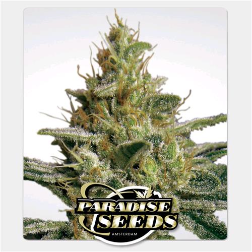 PARADISE SEEDS - ALLKUSH FEM - 3 SEEDS