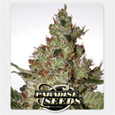 PARADISE SEEDS - ACID FEM - 5 SEEDS