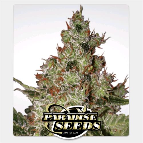PARADISE SEEDS - ACID FEM - 3 SEEDS