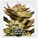 PARADISE SEEDS - DURGA MATA FEM - 3 SEEDS