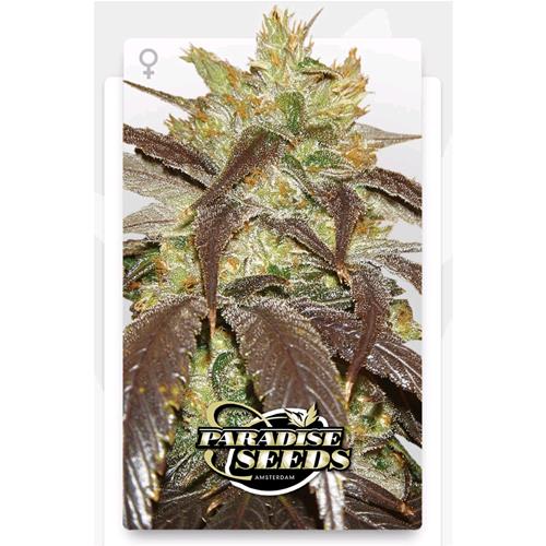 PARADISE SEEDS - SPOETNIK