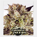 PARADISE SEEDS - DURGA MATA II CBD FEM - 5 SEEDS