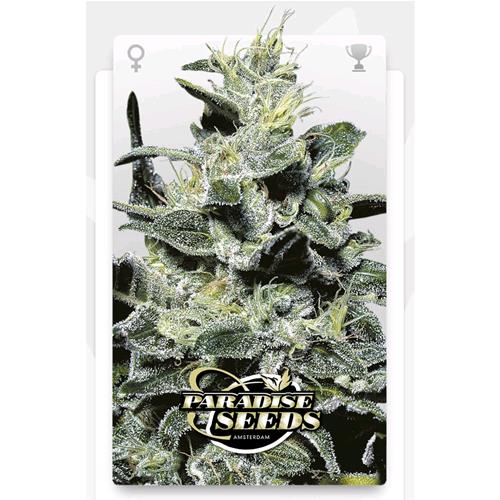 PARADISE SEEDS - NEBULA II CBD FEM - 3 SEEDS