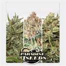 PARADISE SEEDS - AUTO COLLECTION PACK