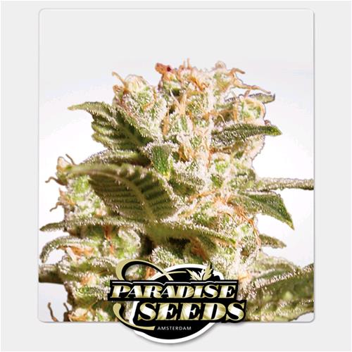PARADISE SEEDS - BELLADONNA FEM - 5 SEEDS