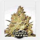PARADISE SEEDS - JACKY WHITE FEM - 10 SEEDS