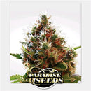 PARADISE SEEDS - LUCID BOLT FEMINIZED - 10 SEEDS