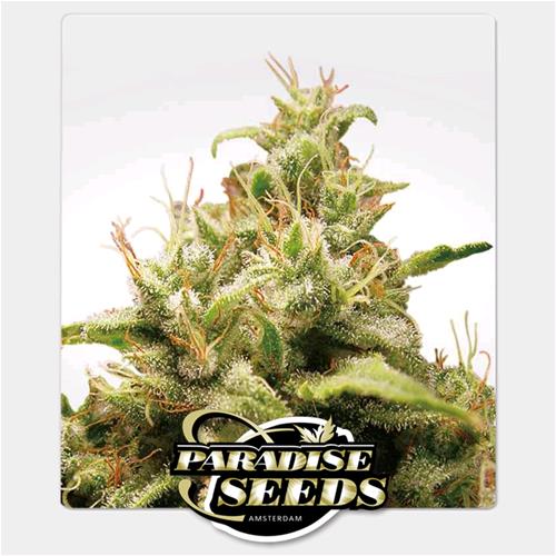 PARADISE SEEDS - OPIUM FEM - 3 SEEDS