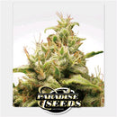 PARADISE SEEDS - OPIUM FEM - 5 SEEDS