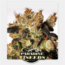 PARADISE SEEDS - WHITE BERRY  FEM - 10 SEEDS
