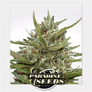PARADISE SEEDS - WHITE BERRY AUTO - 3 SEEDS