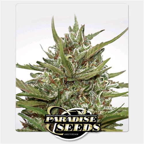 PARADISE SEEDS - WHITE BERRY AUTO - 5 SEEDS