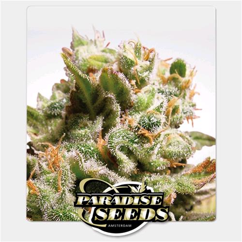 PARADISE SEEDS - DUTCH DRAGON FEM - 3 SEEDS