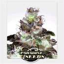 PARADISE SEEDS - ORIGINAL WHITE WIDOW (IBL) - 3 SEEDS