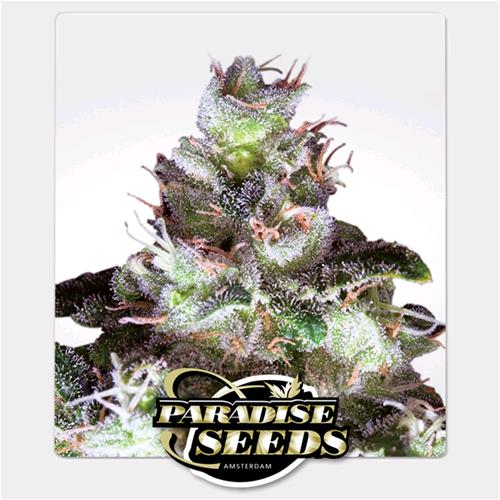 PARADISE SEEDS - ORIGINAL WHITE WIDOW (IBL) - 3 SEEDS