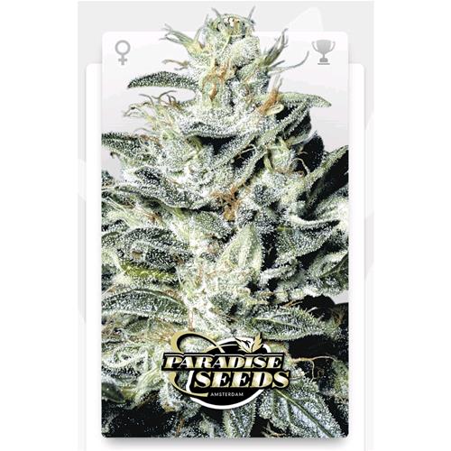 PARADISE SEEDS - SENSI STAR FEM - 3 SEEDS