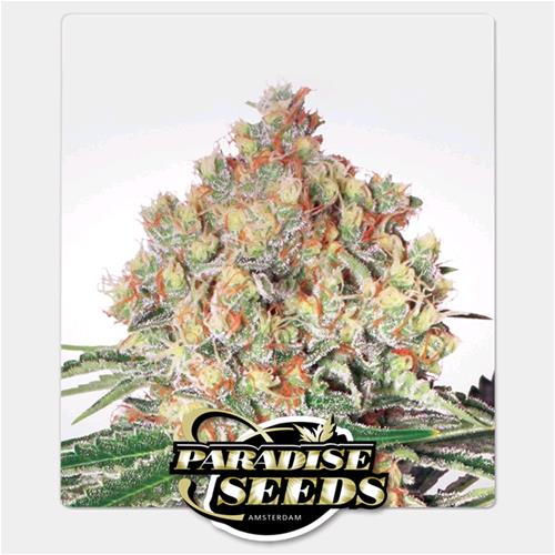 PARADISE SEEDS - WAPPA AUTO - 3 SEEDS