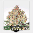 PARADISE SEEDS - WAPPA AUTO - 5 SEEDS
