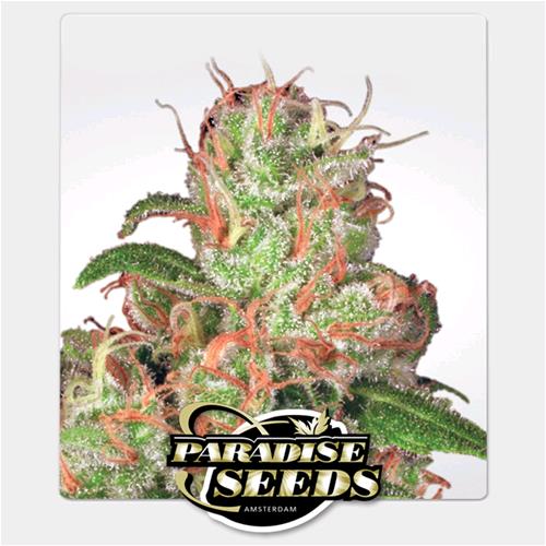 PARADISE SEEDS - AUTO ACID - 5 SEEDS