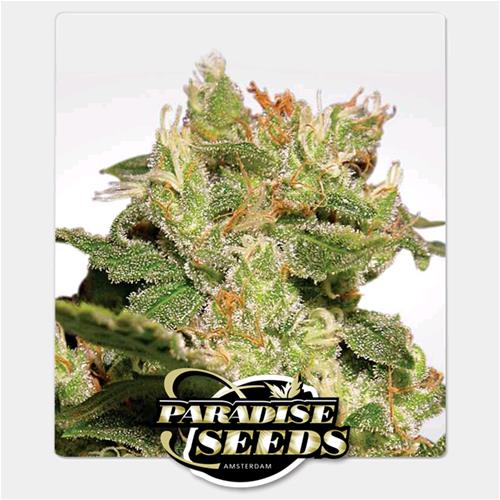 PARADISE SEEDS - AUTO JACK - 3 SEEDS