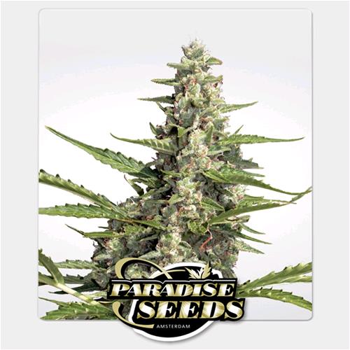 PARADISE SEEDS - PANDORA  AUTO - 10 SEEDS
