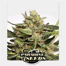 PARADISE SEEDS - VERTIGO AUTO - 3 SEEDS