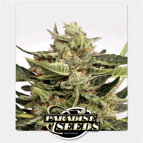 PARADISE SEEDS - VERTIGO AUTO - 5 SEEDS