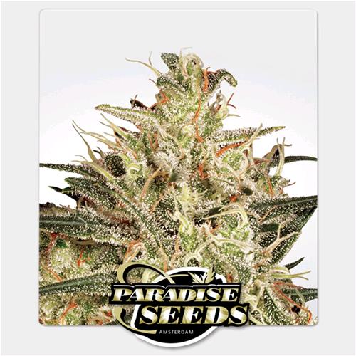 PARADISE SEEDS - ATOMICAL HAZE FEM - 3 SEEDS