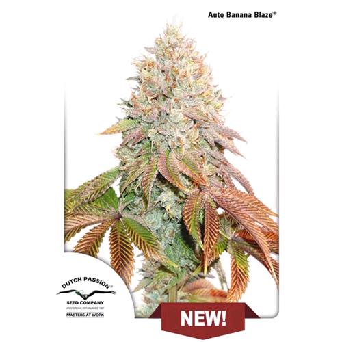 DUTCH PASSION - BANANA BLAZE AUTO - 3 SEEDS