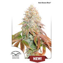 DUTCH PASSION - AUTO CRITICAL ORANGE PUNCH FEMINIZED - 100 SEEDS