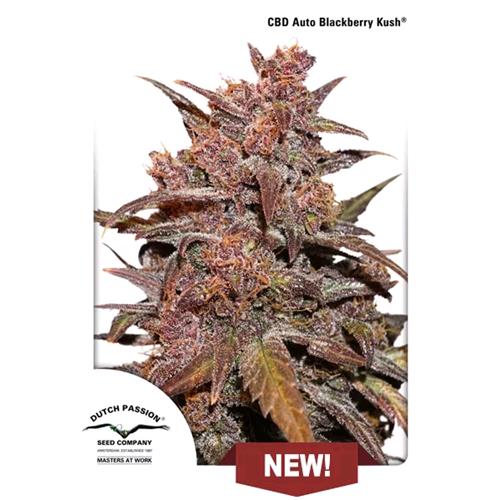 DUTCH PASSION - CBD AUTO BLACKBERRY KUSH - 1 SEED