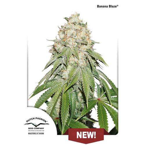 DUTCH PASSION - BANANA BLAZE  FEMINIZED - 1 SEED