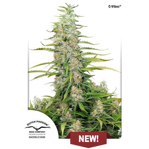 DUTCH PASSION -  C-VIBEZ  FEM - 3 SEEDS