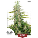 DUTCH PASSION -  C-VIBEZ  FEM - 10 SEEDS