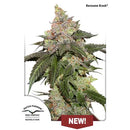 DUTCH PASSION - KEROSENE KRASH FEM - 3 SEEDS