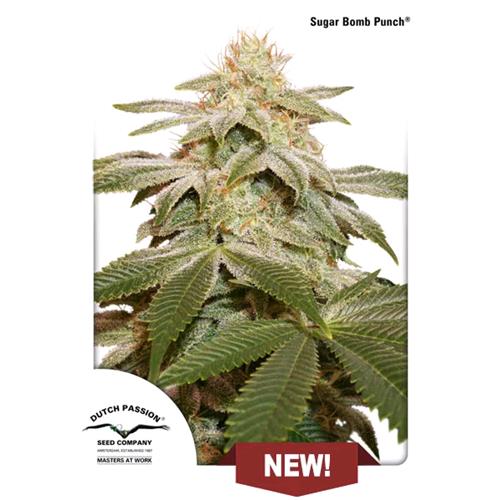 DUTCH PASSION - SUGAR BOMB PUNCH FEMINIZED - 100 SEEDS