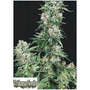 TRIKOMA SEEDS - AMERICAN COOKIES FEM - 5 SEEDS