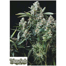 TRIKOMA SEEDS - GELATO FEM - 5 SEEDS