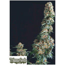 TRIKOMA SEEDS - GORILLA FEM - 5 SEEDS